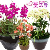 꽃뜨랑 화려한서양란 호접란 만천홍 포춘 개업난 개업화분 전국꽃배달서비스 꽃화분, A04 포춘호접, 1개