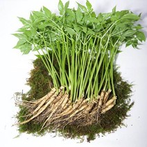 이레새싹삼 새싹삼 대 (20cm이상) 새싹인삼, 1박스, 50뿌리