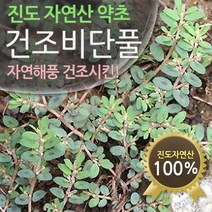 진도허브 청정 진도 자연산 비단풀 건조100g.땅빈대, 비단풀(비단초)100g