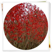 화살나무 촉촉수 묘목 2년10주, 1개