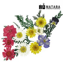 마타바 압화시리즈모음(압축진공팩포장), 단품, 1개