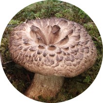 차가버섯 아가리쿠스버섯 운지버섯 말굽버섯 목이버섯, 능이버섯 100g