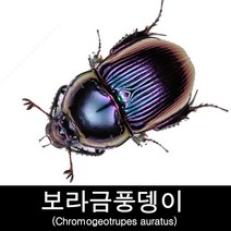 곤충표본/보라금풍뎅이표본/Chromogeotrupes auratus