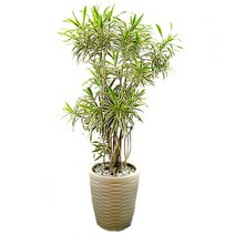 플라워리퍼블릭 송오브인디아 관엽식물 실내화초 축하화분 실내식물, 1개