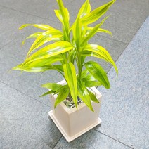 꽃피우는청년 키우기 쉬운 실내공기정화식물 사각 화이트 화분 (무광), 1개, 산데리아나골드