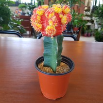 인커피식물카페 비목단(이색*대) 선인장 전자파차단식물 공기정화식물