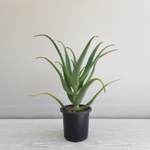 온누리농원 알로에 아보라센스, 1개