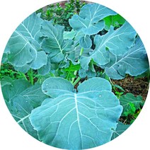 야채조미료 야채분말 야채가루 천연조미료 자연조미료, 케일분말(통제품) 250g