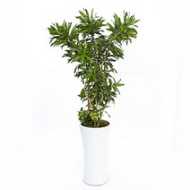 플라워리퍼블릭 자마이카1 관엽식물 실내화초 축하화분 거실화분