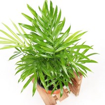 갑조네 실내공기정화식물 테이블야자 관엽 식물