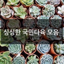 제이팟다육 예쁜 국민 다육이 다육식물 200종류, B42. 붉은솜털 바위솔