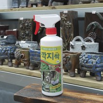 깍지싹