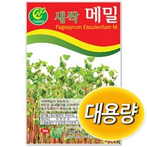 대용량 새싹메밀씨앗 500g 새싹씨앗, 1개