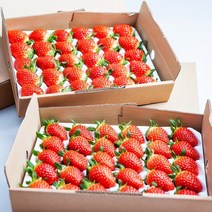 달달망고 GAP 인증 생딸기 딸기 1.6kg, 2팩, 800g