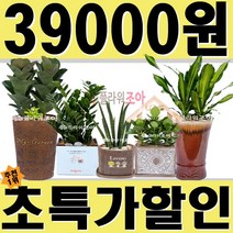 [제이메이드]공기정화식물 고급 도자기화분 - 크루시아
