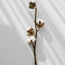 데일리미소 목화꽃가지 드라이플라워 인테리어식물