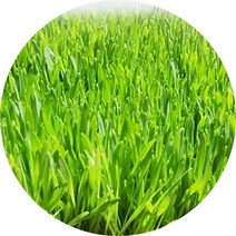 국내산 새싹발아분말 보리 밀 현미 검은콩 옥수수 팥, 보리새싹분말 300g (실속 지퍼백)