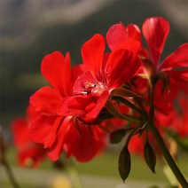 [아로마케이] 캔들 디퓨저 프래그런스오일 100ml 아로마오일(국내산), 로즈제라늄100ml