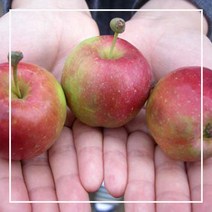 내꽃농원 미니사과(오토매) 결실주 분