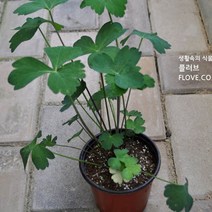 방풍
