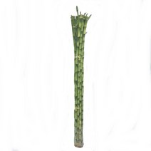 트리앤 개운죽 10cm 12cm(10개) 20cm 30cm 40cm 50cm 60cm 70cm 80cm 100cm 3단원통 나도풍란, 08.개운죽100cm(10p) 1개