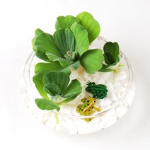 갑조네 물배추 수생식물 수경재배 부상수초 작은물배추 수경식물 원예/가드닝, 1개