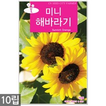 레드 꽃양귀비 씨앗 1000립 / 양귀비꽃씨앗 꽃양귀비씨앗 개양귀비씨앗 꽃씨 씨 야생화씨앗 야생화 야생꽃씨, 02_청농_미니해바라기(10립)