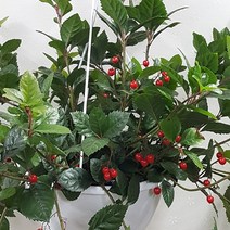 행복한꽃순이 산호수 (중대), 1개