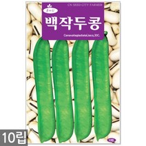 청농종묘 아주까리 피마자 씨앗 50립 피마자씨앗 피마자씨 나물씨앗 나물씨, 08_백작두콩(10립)