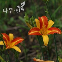 [나무인] 개량원추리 데이릴리 주황 4그루, 4개