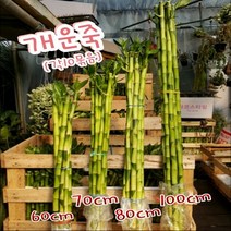 행복한꽃순이 개운죽 (4 종대) 만년청 수경 식물 유리병 공기 정화, 70cm