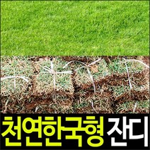순희농장 잔디, 500장