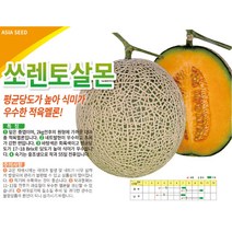 멜론씨앗종자 쏘렌토살몬 (100립)