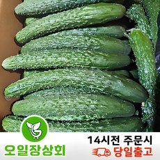 ( 오일장상회 )국내산 가시오이 못난이오이 상등급10kg, 10kg내외, 1개 - 미닝러스