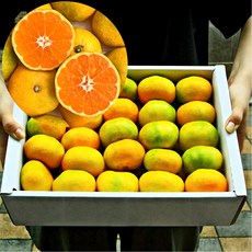 [새벽수확] 고당도 새콤달콤 제주 제주도 하우스 노지 감귤 귤 대과, 1박스, 2kg
