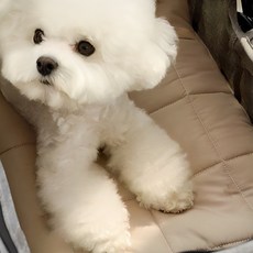 아망떼 알러지케어 다용도 방석 강아지용품, Mocha, 1개