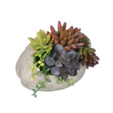 Sullivans 家從這裡開始在岩石脂肪多肉植物中, 混色