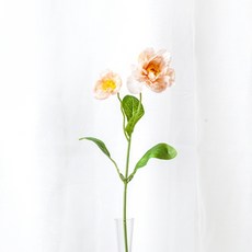 RYMD 양귀비 조화 2p, 에프리캇
