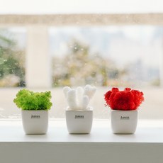 아스파시아 메플레르 트리플 화분 세트 산호 + 모스 레드 + 모스 스프링그린, 1세트