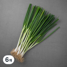 국내산 친환경 흙대파, 800g, 6개