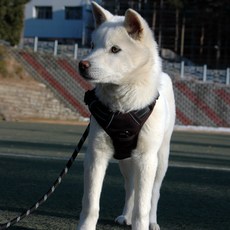 앞섬방지 앞고리 조끼형 강아지 하네스 가슴줄 h형, 블랙