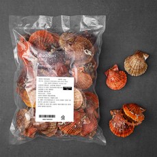 바다자리 통영 활 비단가리비, 1.4kg, 1개