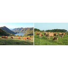 녹색한우 무항생제 양지 덩어리 1+등급 (냉장), 250g, 1개 - 이미지 4