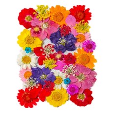 A-ONE 匯旺 真花壓花，天然植物壓花，14.5 x 10.5 CM, 波波里花園
