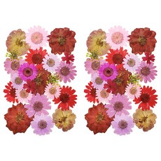 A-ONE 匯旺 真花壓花 中花包 春回大地 BB12, 2入, 1個