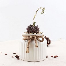 Simple&Glow歐式植物多肉仙人掌迷你盆栽, 白色, 1個