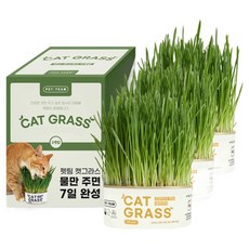 펫팀 캣그라스 간식, 새싹귀리, 200g, 3개