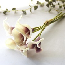 리버그린 조화 카라가지, 퍼플, 6개