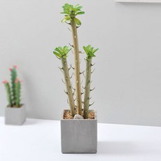 행복한세상 선인장 비귀에리 시멘트화분 조화, 1개