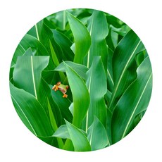 포근하족발매트